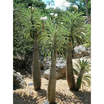 PACHYPODIUM LAMERII SUCCULENT PLANT 17CM