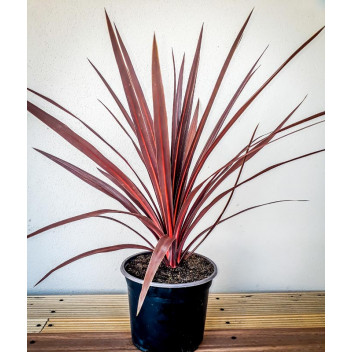 WASHINGTONIA ROBUSTA PALM PLANT 30L