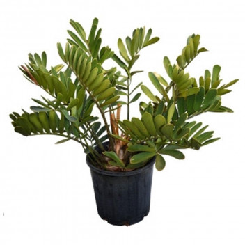 PLANT IND FOLIAGE ZAMIOCULCAS ZAMIIFOLIA (ROUND LEAF) 21CM