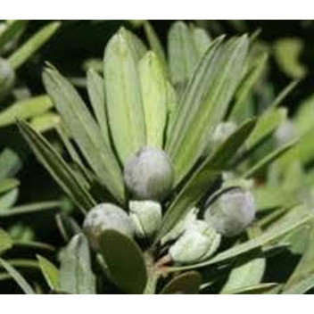 LATIFOLIUS PODOCARPUS YELLOW WOOD TREE PLANT 10L