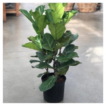 PLANT INDOOR FOLIAGE FIDDLE LEAF FIG FICUS LYRATA (3pp) 35cm