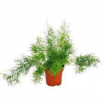 ASPARAGUS MAZEPPA FERN SHRUB PLANT 17CM