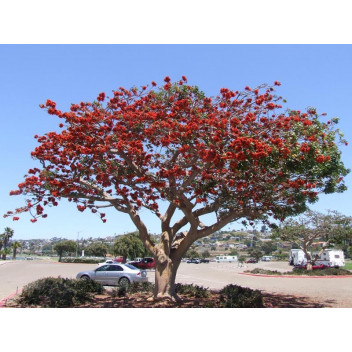 WATER OAK TREE QUERCUS NIGRA 20L