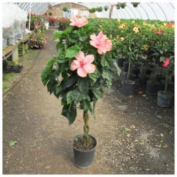 VIRGINIAN CREEPER CLIMBER PARTHENOCISSUS QUINQUEFOLIA 22CM