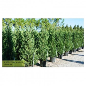 CUPRESSUS LEYLANDII TREE PLANT 43CM