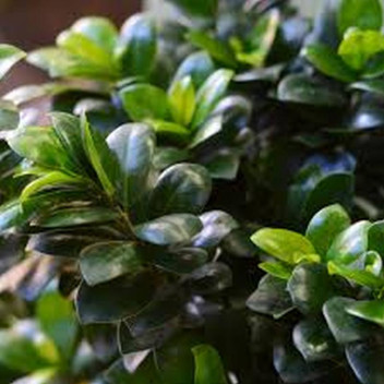 FICUS GINSENG BONSAI POT PLANT IN SOLAR BOWL 25CM