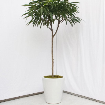 PLANT IND FOLIAGE FICUS BINNENDIJKII ALII STD 9L