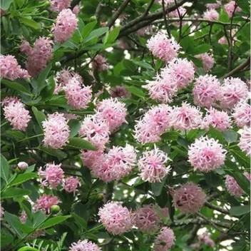 POM-POM TREE DAIS COTINIFOLIA 20L