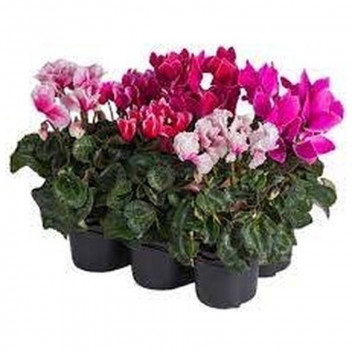 CYCLAMEN LVG FLOWERING INDOOR PLANT 14CM