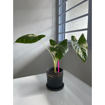 PLANT INDOOR FOLIAGE ELEPHANTS EAR ALOCASIA STINGRAY 25CM (SAKKIE)