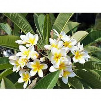 PLUMERIA FRANGIPANI ASSORTED SHRUB PLANT 25L