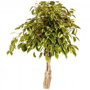 PLANT INDOOR FOLIAGE FICUS HAWAII 20L LOLLY