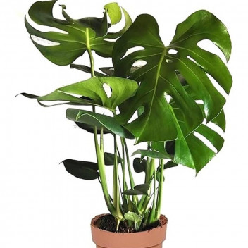 FOLIAGE MONSTERA DELICIOSA INDOOR PLANT POT 14-15CM