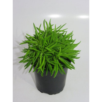 PLANT INDOOR FOLIAGE PILEA PEPEROMOIDES 12CM