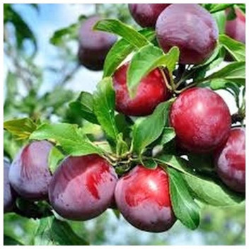 ASSOTED PLUM FRUIT PLANT 20L