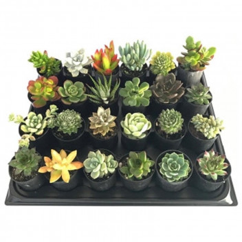SUCCULENT TRAY 6-PACK 7.5CM POT