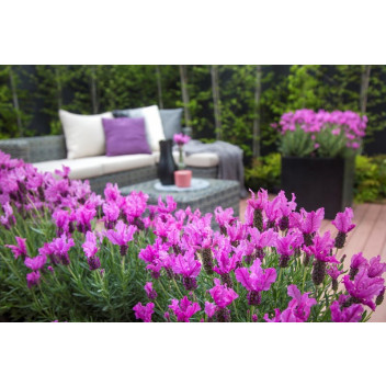 PLANT HERB LAVANDULA PEDUNCULATA THE PRINCESS 17CM