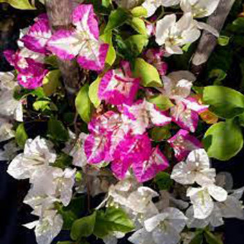 PLANT CLIMBER BOUGAINVILLEA MAGNIFICA DARK PURPLE 15L STAKED