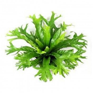 PLANT OUTD FLOWER AESCHYANTHUS BLACK PAGODA (LIPSTICK VINE)16CM H/B