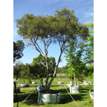 OLEA EUROPEA SUBSP. AFRICANA WILD OLIVE TREE 20L