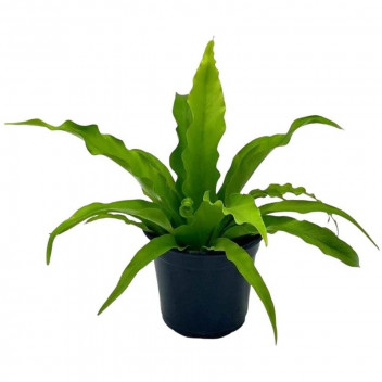 ASPLENIUM ANTIQUUM FOLIAGE INDOOR PLANT 15CM POT