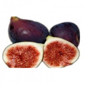 PLANT FRUIT FIG ASSORTED 9-10L