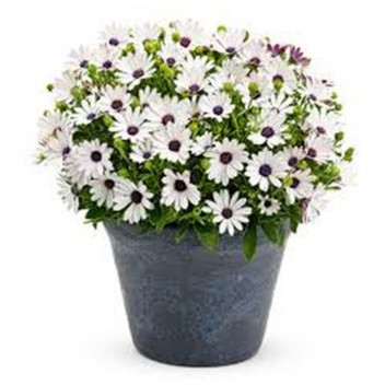 PLANT  SHRUB BUTTERFLY BUSH GAURA BELLEZA DARK PINK 17CM