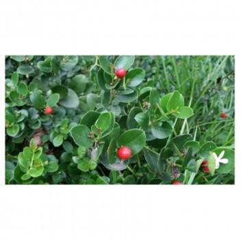 PLANT SHRUB CARISSA GREEN CARPET 17CM