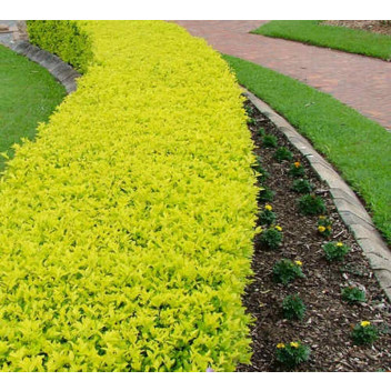 PLANT SHRUB FORGET-ME-NOT DURANTA NONNAS GOLD 21-22CM