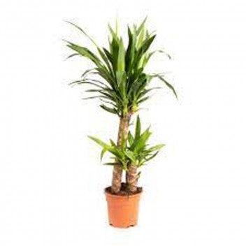 BEAUCARNEA RECURVATA PONYTAIL SHRUB PLANT 25L