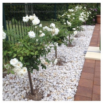 PLANT SHRUB ROSE ICEBERG STD 10L