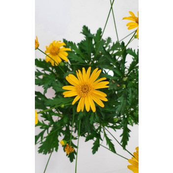 ASSORTED PLANT COLOUR FLOWERPOTS 15-17CM