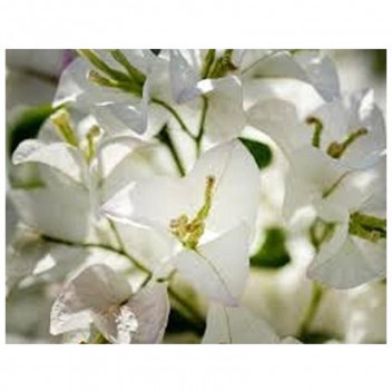 PLANT CLIMBER BOUGAINVILLEA ASSORTED 9L