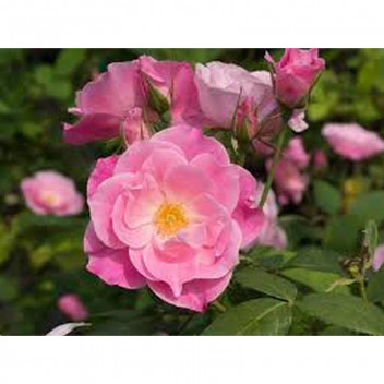 PLANT SHRUB ROSE ICEBERG BUSH 23CM