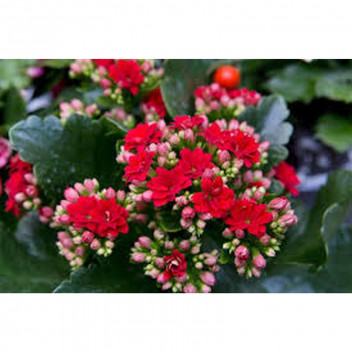 PLANT POT  KALANCHOE ELSE FLOWER 14CM