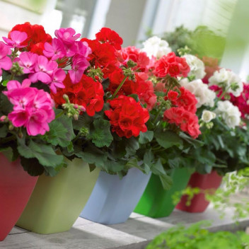 PLANT FLOWER RANKMALVA PELARGONIUM ANGEL FAY 15CM