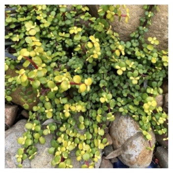 PLANT SUCCULENT SPEKBOOM PORTULACARIA AFRA AUREA 17CM