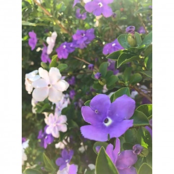 PLANT SHRUB YESTERDAY-TODAY & TOMORROW BRUNFELSIA EXIMIA 9L (BI)