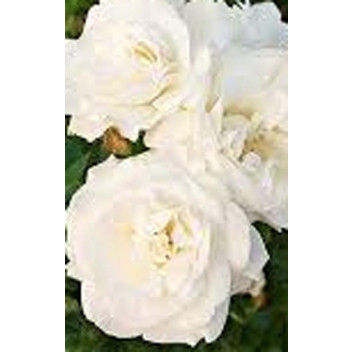 ICEBERG FLORIBUNDA ROSE BUSH SHRUB PLANT 17-19CM