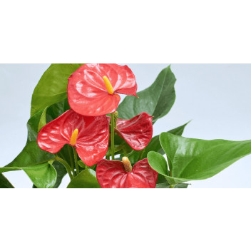 ANTHURIUM MUTIPLANT FLOWER INDOOR PLANT 19CM 2PIECE