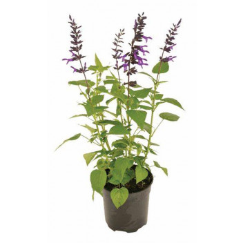 PLANT SHRUB SALVIA PLUM CRAZY 17CM