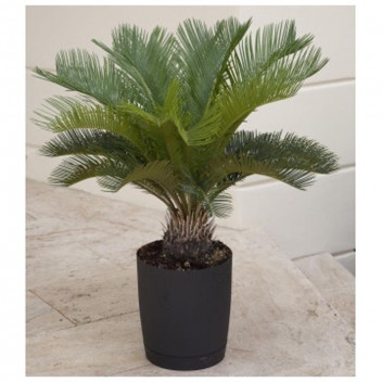 JAPANESE SAGO PALM CYCAS REVOLUTA SHRUB 9L
