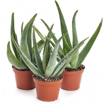 PLANT SUCCULENT ALOE ASSORTED 17CM (CND)
