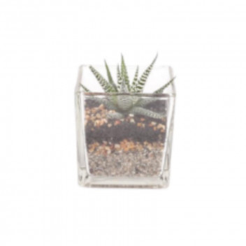 TILLANDSIA AIRPLANT FLOWERING INDOOR PLANT IN DISPLAY BOX