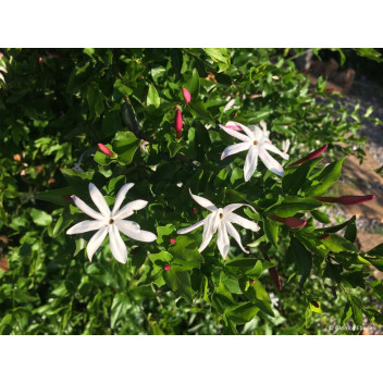 JASMIN (JASMINUM POLYANTHUM) CLIMBER PLANT STAKED 17CM