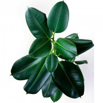 PLANT IND FOLIAGE  FICUS ABIJAN 3PP 24CM