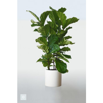 FOLIAGE FICUS LYRATA BAMBINO INDOOR PLANT 14CM