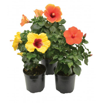 HIBISCUS ASSORTED SHRUB PLANT 16,5CM/17CM