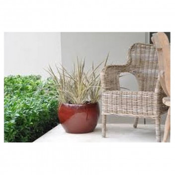 FOLIAGE CORDYLINE INDOOR PLANT 22CM