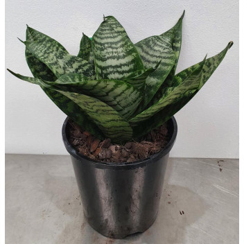 PLANT SUCCULENT SANSEVIERA TRIVASCIATA HANII (VARIGATED) 12CM